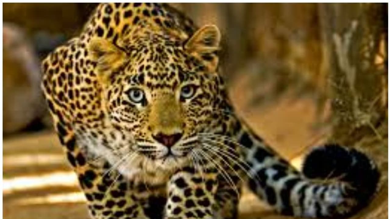 മാങ്കുളത്ത് പുള്ളിപ്പുലിയെ കൊന്ന് കറിവച്ചു; അഞ്ച് പേർ അറസ്റ്റിൽ