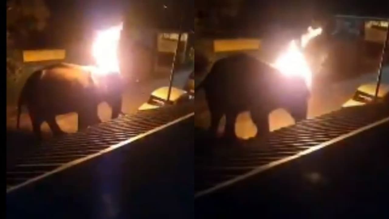 ഊട്ടിയിൽ ടയർ കത്തിച്ച് ആനയ്ക്ക് നേരെ എറിഞ്ഞു, പൊള്ളലേറ്റ ആന ചെരിഞ്ഞു