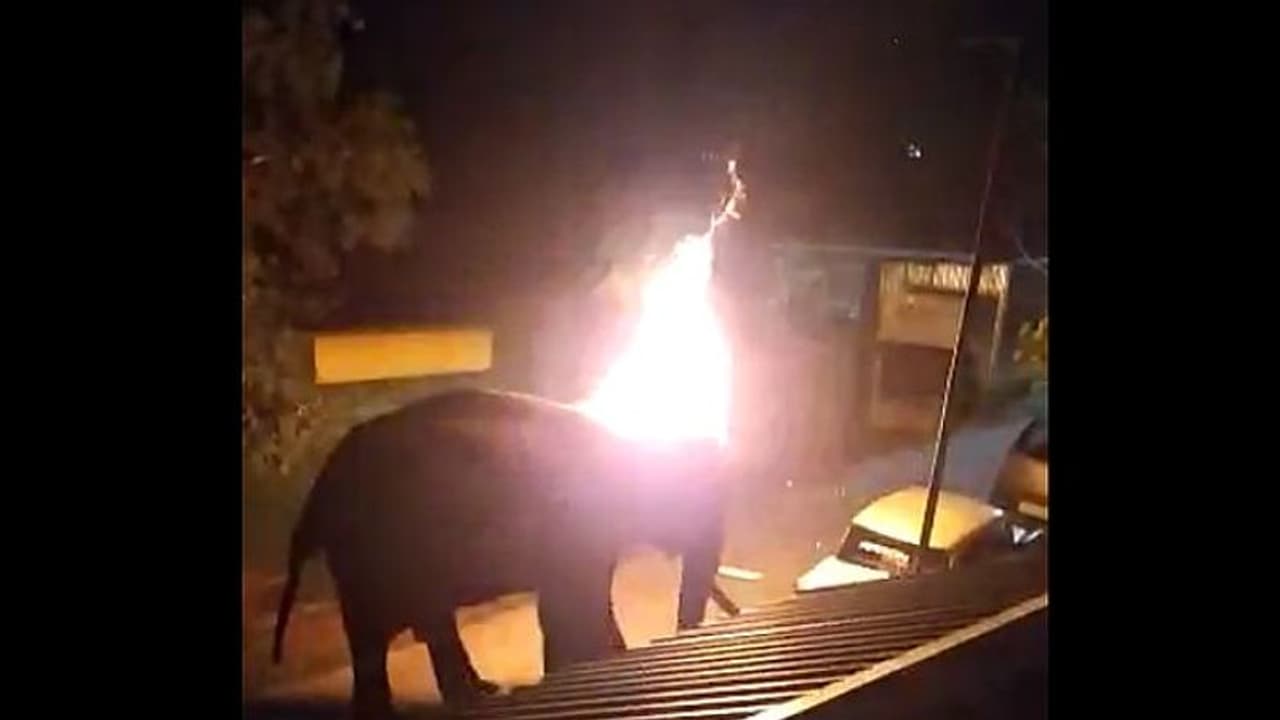 ಆನೆಗೆ ಬೆಂಕಿ ಇಟ್ಟ ಕಿರಾತಕರು, ನರಳಿ ಪ್ರಾಣಬಿಟ್ಟ ಆನೆ ಬಿಗಿದಪ್ಪಿ ಕಣ್ಣೀರಿಟ್ಟ ಅರಣ್ಯ ಸಿಬ್ಬಂದಿ! ಆನೆಗೆ ಬೆಂಕಿ ಇಟ್ಟ ಕಿರಾತಕರು, ನರಳಿ ಪ್ರಾಣಬಿಟ್ಟ ಆನೆ ಬಿಗಿದಪ್ಪಿ ಕಣ್ಣೀರಿಟ್ಟ ಅರಣ್ಯ ಸಿಬ್ಬಂದಿ!