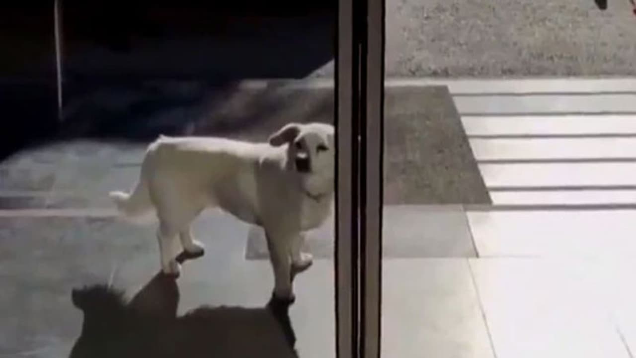 వైరల్: ఆస్పత్రిలో చేరిన యజమానిపై పెంపుడు కుక్క విశ్వాసం వైరల్: ఆస్పత్రిలో చేరిన యజమానిపై పెంపుడు కుక్క విశ్వాసం