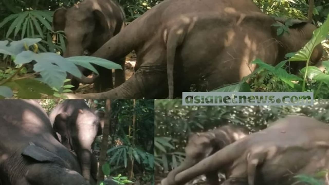 വിതുരയിൽ കാട്ടാന ചെരിഞ്ഞ നിലയിൽ, ജീവനറ്റ അമ്മയെ വിട്ടു പോകാതെ കുട്ടിയാന വിതുരയിൽ കാട്ടാന ചെരിഞ്ഞ നിലയിൽ, ജീവനറ്റ അമ്മയെ വിട്ടു പോകാതെ കുട്ടിയാന