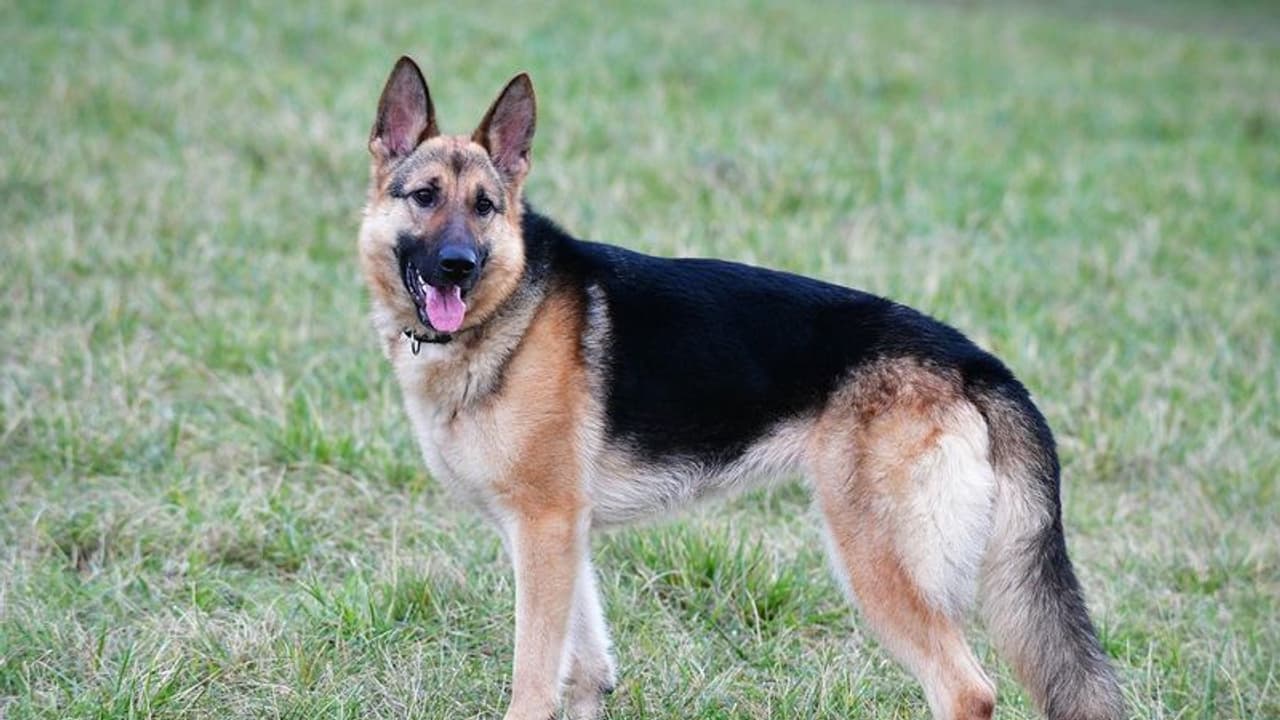 పోలీసులకు చుక్కలు చూపెడుతున్న శునకం.. ఎక్సైజ్ చట్టం కింద 11 రోజుల క్రితం జర్మన్ షెపర్డ్ అరెస్ట్.. పోలీసులకు చుక్కలు చూపెడుతున్న శునకం.. ఎక్సైజ్ చట్టం కింద 11 రోజుల క్రితం జర్మన్ షెపర్డ్ అరెస్ట్..