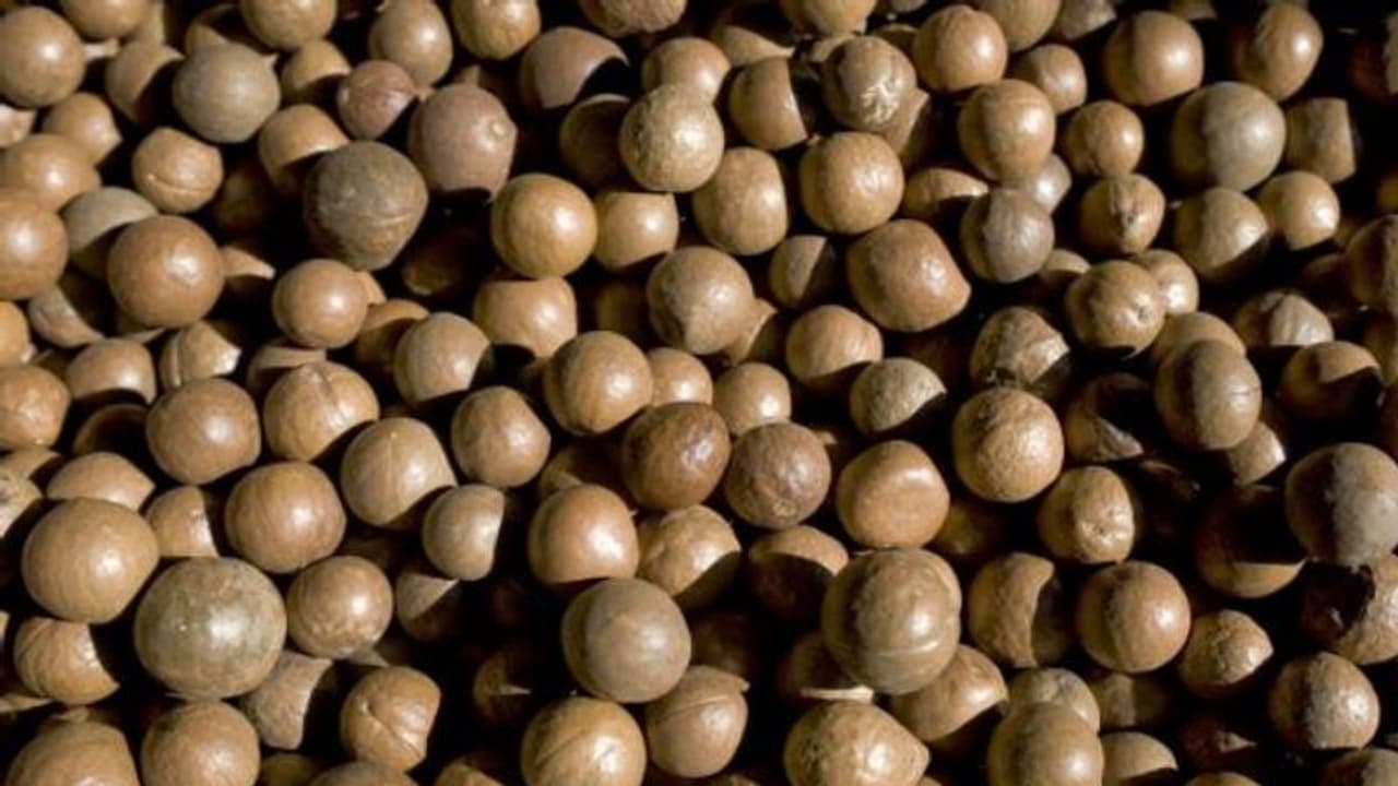 വിലപിടിപ്പുള്ള മക്കാഡാമിയ നട്ട്; ഭക്ഷ്യയോഗ്യമായ വിദേശയിനം പരിപ്പ്