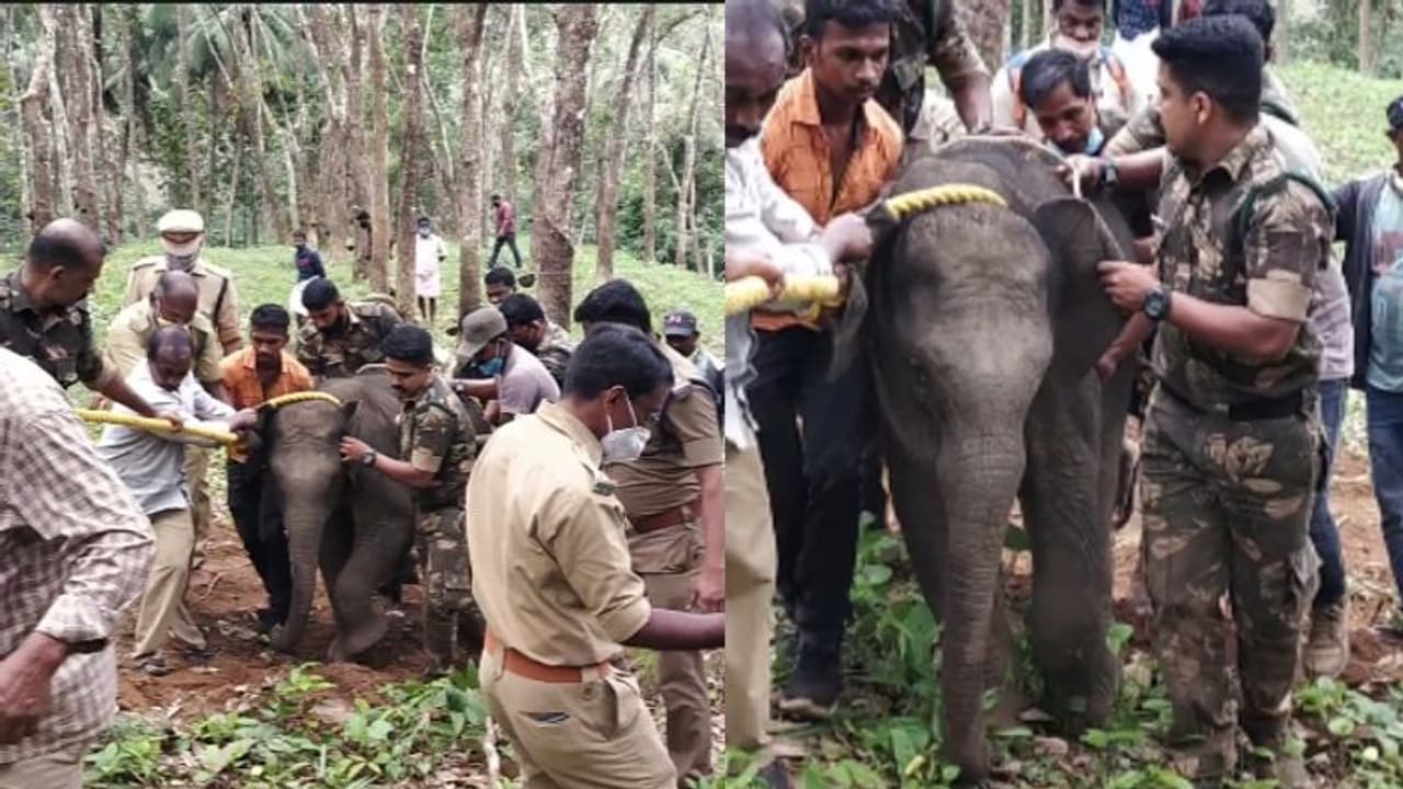 അമ്മ ചെരിഞ്ഞതിനെ തുടർന്ന് ഒറ്റപ്പെട്ടു പോയ കുട്ടിയാനയെ കോട്ടൂർ ആനത്താവളത്തിലേക്ക് മാറ്റി അമ്മ ചെരിഞ്ഞതിനെ തുടർന്ന് ഒറ്റപ്പെട്ടു പോയ കുട്ടിയാനയെ കോട്ടൂർ ആനത്താവളത്തിലേക്ക് മാറ്റി