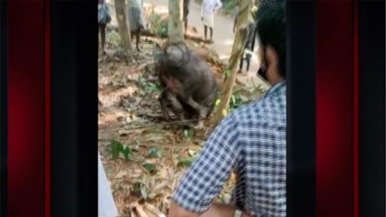ഓമശ്ശേരിയിൽ ഇന്നലെ വിരണ്ടോടിയ പോത്തിനെ ഒടുവിൽ പിടിച്ചുകെട്ടി; എട്ട് പേർക്ക് പരിക്ക് ഓമശ്ശേരിയിൽ ഇന്നലെ വിരണ്ടോടിയ പോത്തിനെ ഒടുവിൽ പിടിച്ചുകെട്ടി; എട്ട് പേർക്ക് പരിക്ക്