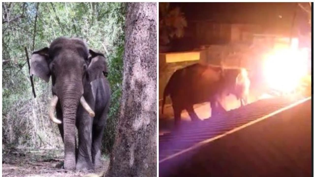 മസിനഗുഡിയില് ദാരുണമായി കൊല്ലപ്പെട്ടത് നാട്ടുകാരുടെ 'എസ്ഐ'; ക്രൂരതക്ക് ഇരയായി 'റിവാള്ഡോ'യും മസിനഗുഡിയില് ദാരുണമായി കൊല്ലപ്പെട്ടത് നാട്ടുകാരുടെ 'എസ്ഐ'; ക്രൂരതക്ക് ഇരയായി 'റിവാള്ഡോ'യും