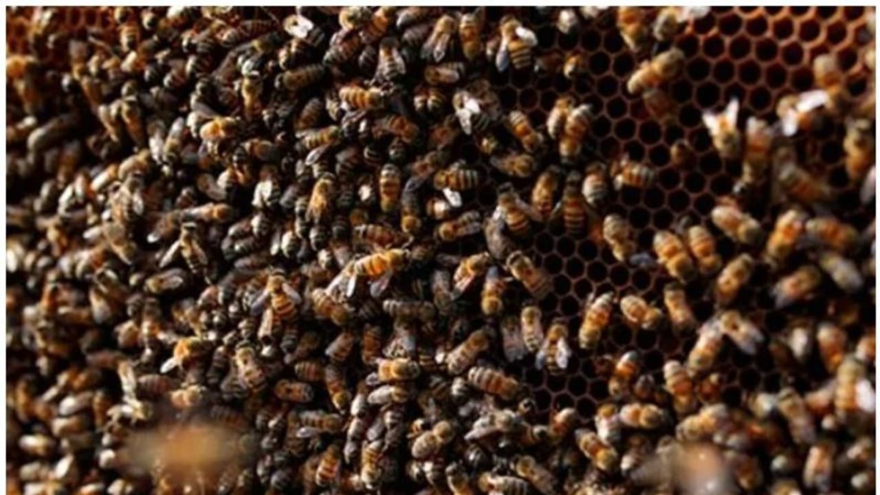 തിരുവനന്തപുരത്ത് തേനീച്ചയുടെ ആക്രമണത്തിൽ ഒരാൾ മരിച്ചു; രണ്ട് പേരുടെ നില ഗുരുതരം തിരുവനന്തപുരത്ത് തേനീച്ചയുടെ ആക്രമണത്തിൽ ഒരാൾ മരിച്ചു; രണ്ട് പേരുടെ നില ഗുരുതരം