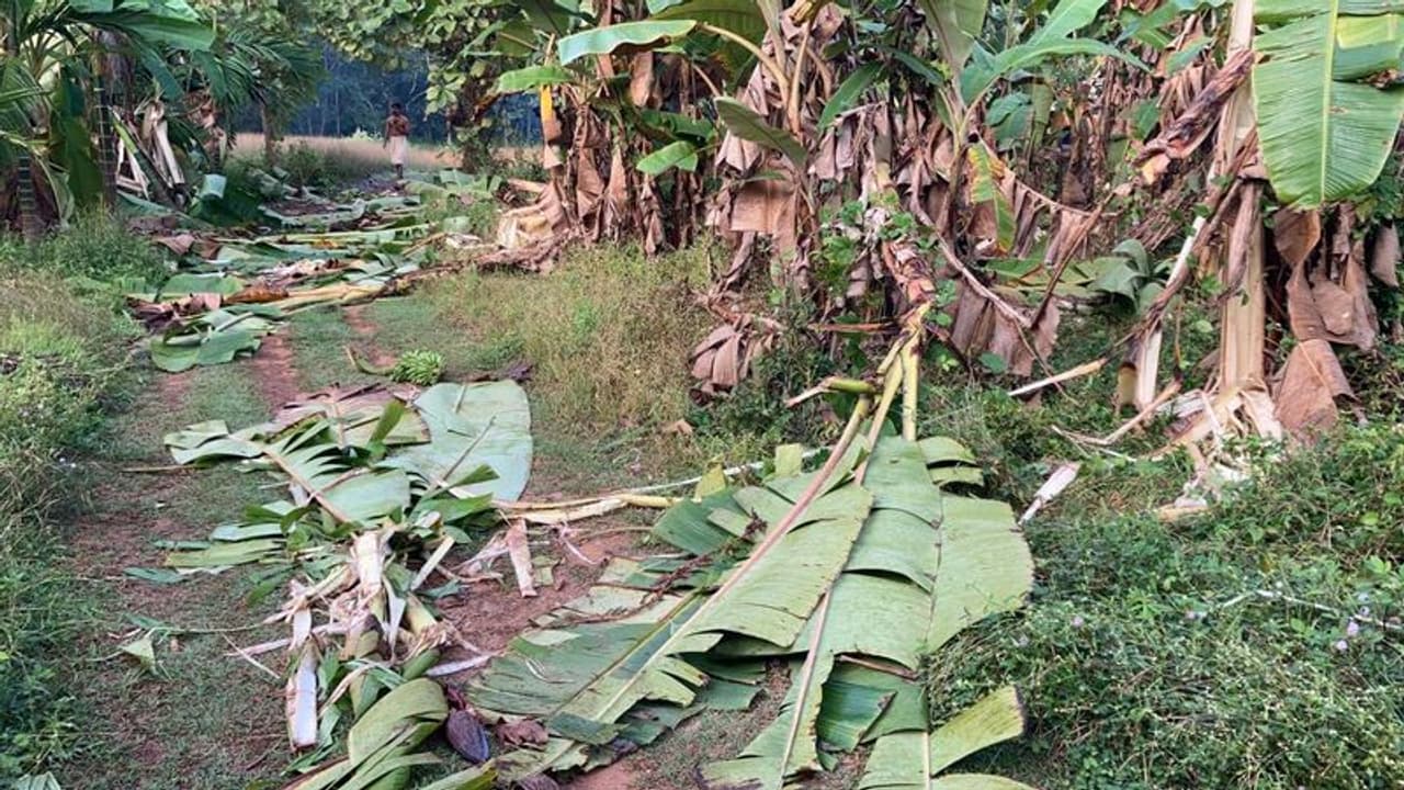കശുമാങ്ങ പഴുത്തു, നാട്ടിലിറങ്ങി കാട്ടാനകൾ, ഉറക്കം നഷ്ടപ്പെട്ട് മണിക്കടവ്, വ്യാപക കൃഷിനാശം 