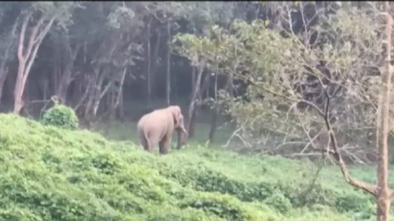  വൈത്തിരിയില്‍ കാട്ടാനയുടെ ആക്രമണം; വീട് തകര്‍ത്തു, ഒരാള്‍ക്ക് കുത്തേറ്റു