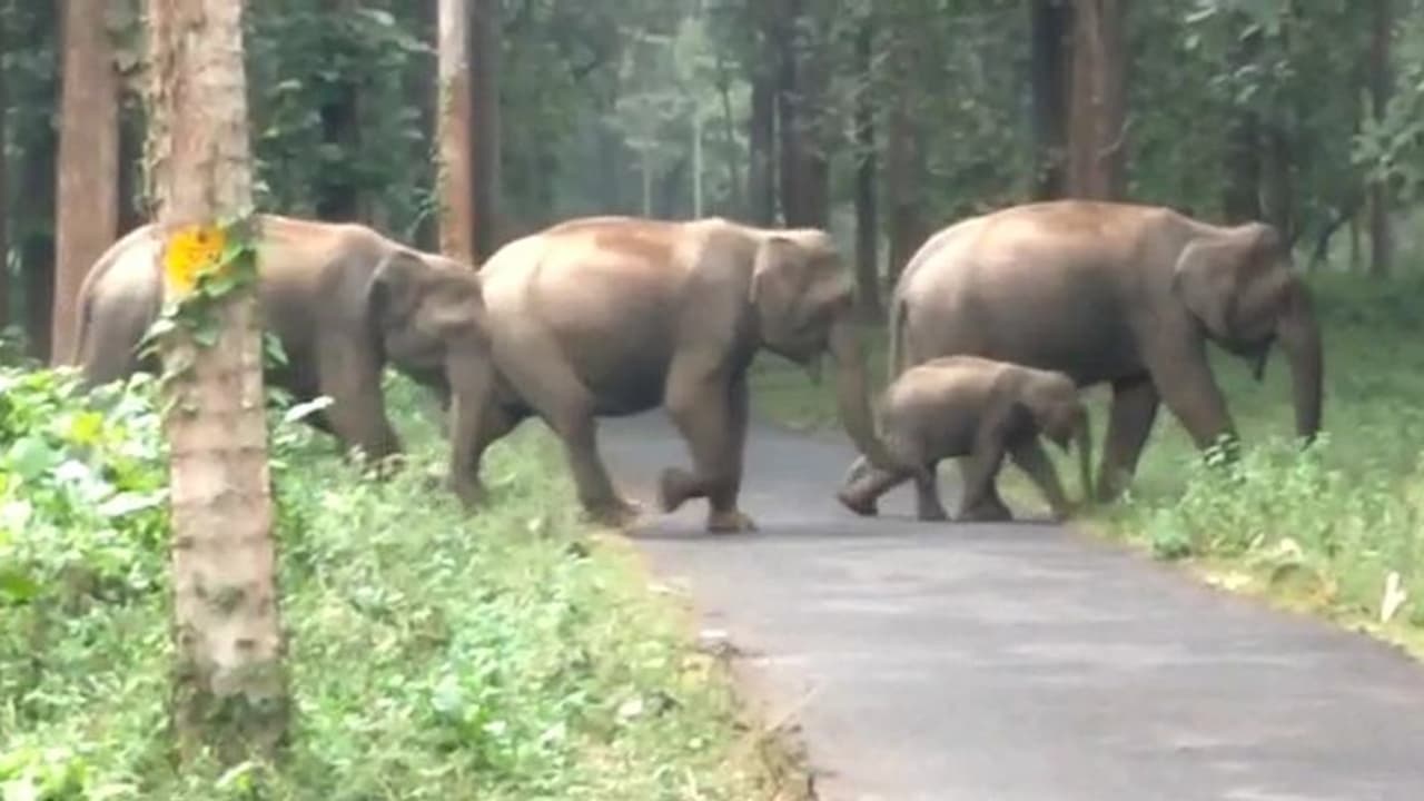 മൂന്ന് ദിവത്തിനിടെ 10 കാട്ടാനകൾ ചെരിഞ്ഞ പ്രദേശത്ത് അക്രമാസക്തരായി മറ്റ് കാട്ടാനകൾ; 65കാരനെ കൊലപ്പെടുത്തി മൂന്ന് ദിവത്തിനിടെ 10 കാട്ടാനകൾ ചെരിഞ്ഞ പ്രദേശത്ത് അക്രമാസക്തരായി മറ്റ് കാട്ടാനകൾ; 65കാരനെ കൊലപ്പെടുത്തി