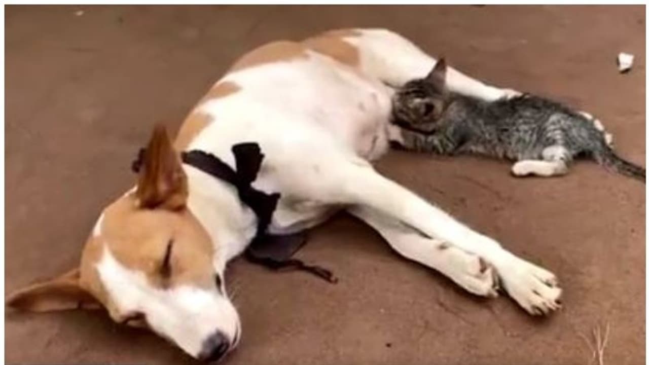 പൂച്ചയെ പാലൂട്ടി തെരുവ് നായ; വൈറലായി വീഡിയോ പൂച്ചയെ പാലൂട്ടി തെരുവ് നായ; വൈറലായി വീഡിയോ