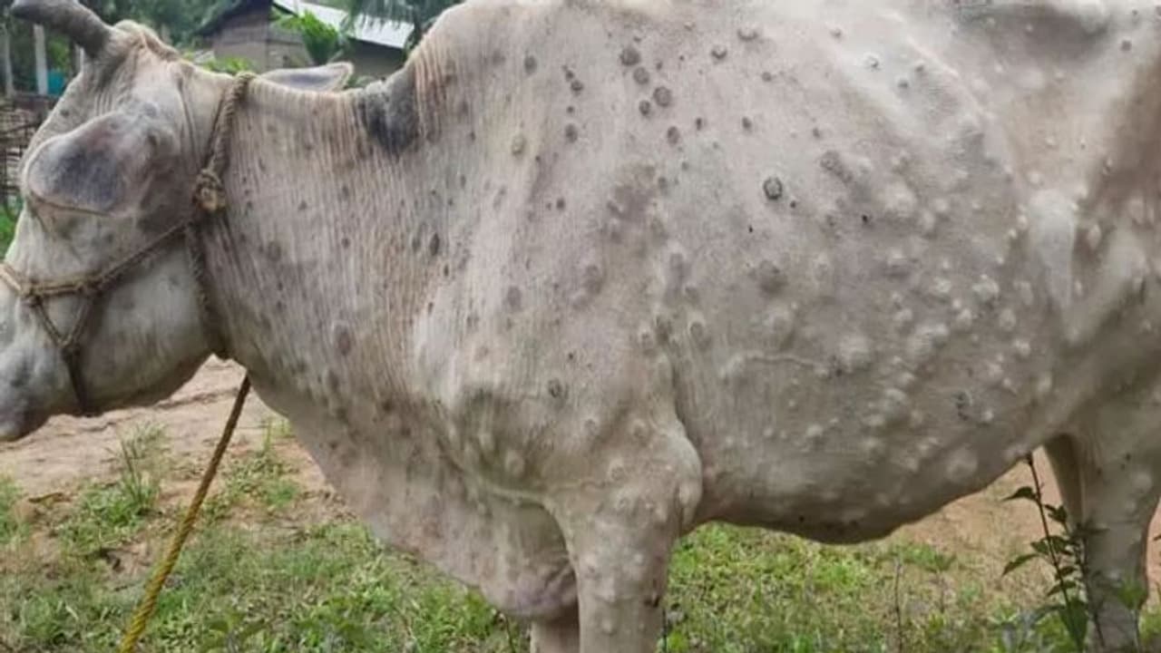  Lumpy Skin Disease: రాజ‌స్థాన్ లో వరసగా చనిపోతున్న ప‌శువులు.. ఆ చ‌ర్మ వ్యాధి వ‌ల్ల‌ 1200 మృతి 