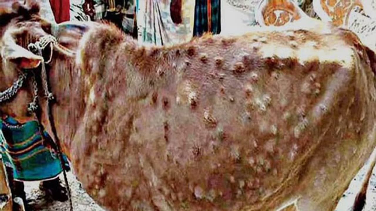 Lumpy Skin Disease: రాజస్థాన్లో విజృంభిస్తున్న లంపి చర్మవ్యాధి.. 4.2 లక్షల పశువులపై ప్రభావం Lumpy Skin Disease: రాజస్థాన్లో విజృంభిస్తున్న లంపి చర్మవ్యాధి.. 4.2 లక్షల పశువులపై ప్రభావం