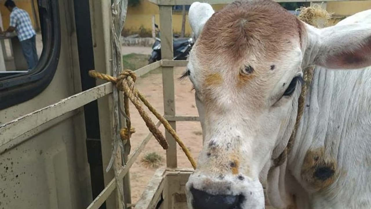 Lumpy skin disease: 57 వేల పశువులు మృతి.. లంపి స్కిన్ డిసీజ్ పై రాష్ట్రాలను హెచ్చరించిన కేంద్రం Lumpy skin disease: 57 వేల పశువులు మృతి.. లంపి స్కిన్ డిసీజ్ పై రాష్ట్రాలను హెచ్చరించిన కేంద్రం