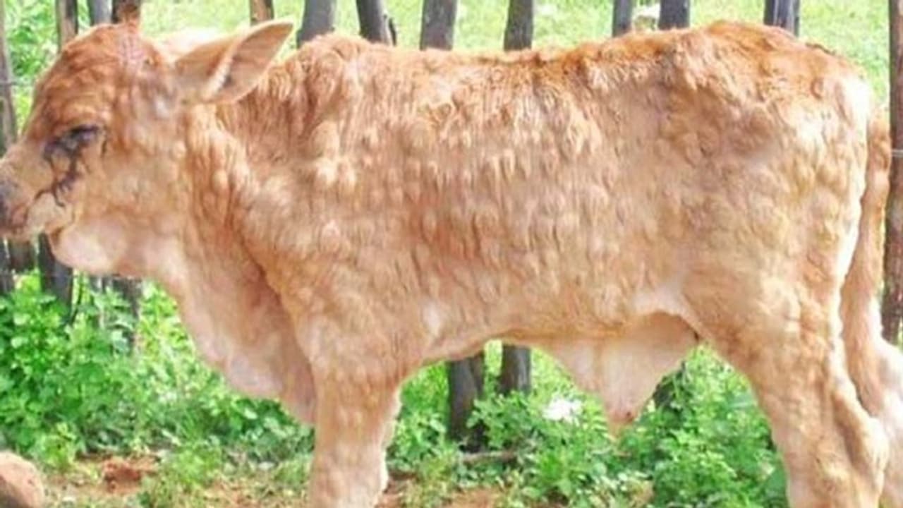 ప‌శువులను బలిగొంటున్న చ‌ర్మ‌వ్యాధి.. ఆందోళనలో రైతులు.. మహమ్మారిగా ప్రకటించాలని రాజస్థాన్ సీఎం డిమాండ్ 