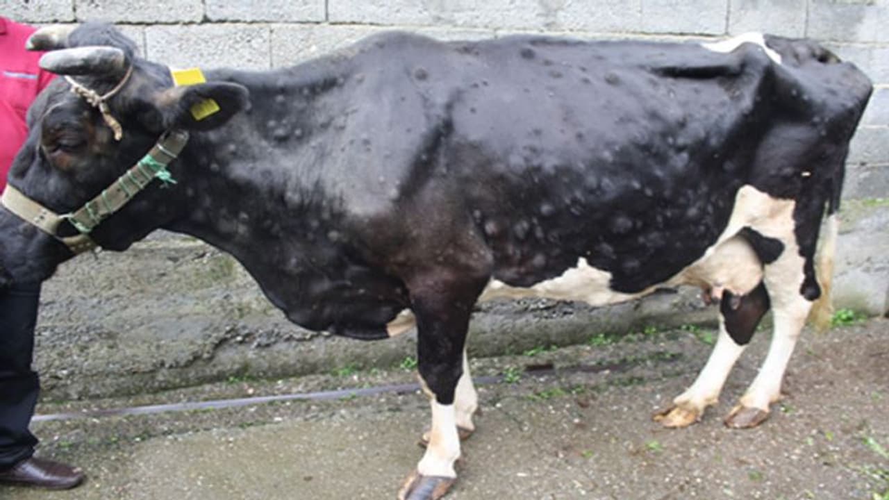 लम्पी ने राजस्थान के गावों को बनाया मरघटः कल जिन गायों का दूध दुह रहे थे, आज उनकी लाशों को कौवे नोंच रहे लम्पी ने राजस्थान के गावों को बनाया मरघटः कल जिन गायों का दूध दुह रहे थे, आज उनकी लाशों को कौवे नोंच रहे