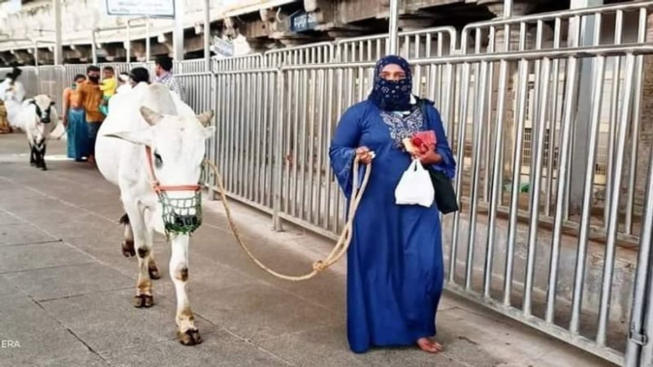 వేములవాడలో కోడెమొక్కు చెల్లించుకున్నముస్లిం మహిళ వేములవాడలో కోడెమొక్కు చెల్లించుకున్నముస్లిం మహిళ