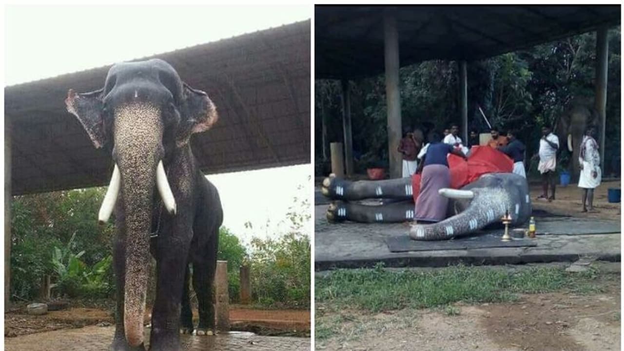 പൂര പ്രേമികളുടെ പ്രിയപ്പെട്ട മംഗലാംകുന്ന് കര്‍ണന്‍ ചരിഞ്ഞു