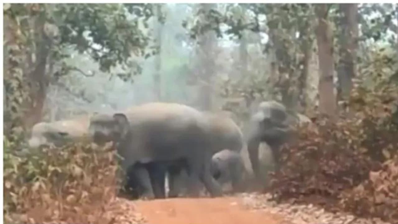 ഒരു സന്തുഷ്ട കുടുംബം; ആന അംഗങ്ങളെ എണ്ണിത്തീരില്ലെന്ന് മാത്രം ഒരു സന്തുഷ്ട കുടുംബം; ആന അംഗങ്ങളെ എണ്ണിത്തീരില്ലെന്ന് മാത്രം
