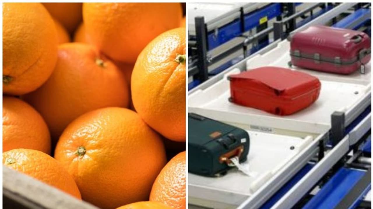 എക്സ്ട്രാ ലഗേജിന്റെ പണം ലാഭിക്കാനായി 30 കിലോ ഓറഞ്ച് തിന്നുതീര്ത്ത യുവാക്കള്ക്ക് കിട്ടിയത് മുട്ടന് പണി എക്സ്ട്രാ ലഗേജിന്റെ പണം ലാഭിക്കാനായി 30 കിലോ ഓറഞ്ച് തിന്നുതീര്ത്ത യുവാക്കള്ക്ക് കിട്ടിയത് മുട്ടന് പണി