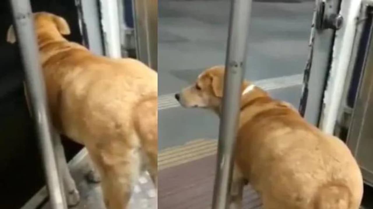 ട്രെയിൻ നിര്‍ത്താനായി ക്ഷമയോടെ കാത്തിരിക്കുന്ന നായ; വൈറലായി വീഡിയോ
