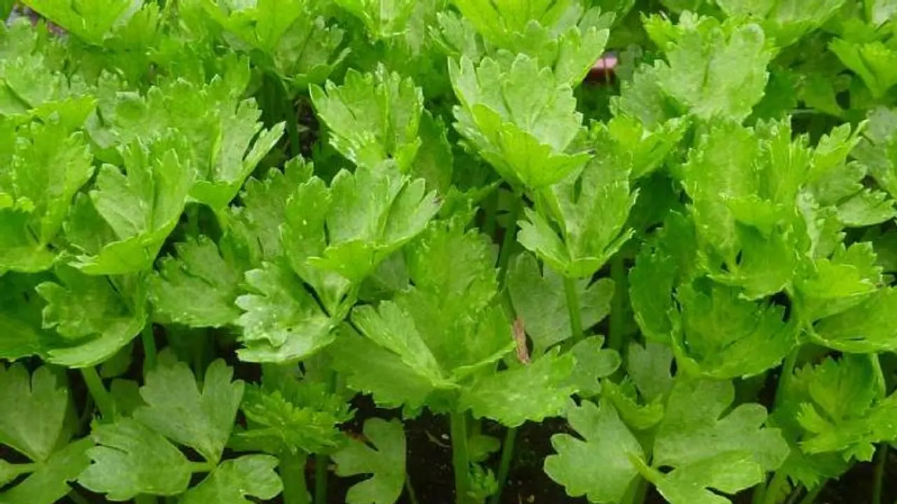 സെലറി കൃഷി ചെയ്യാം; പച്ചയായും വേവിച്ചും ആഹാരത്തില് ഉള്പ്പെടുത്താവുന്ന ഇലവര്ഗം സെലറി കൃഷി ചെയ്യാം; പച്ചയായും വേവിച്ചും ആഹാരത്തില് ഉള്പ്പെടുത്താവുന്ന ഇലവര്ഗം