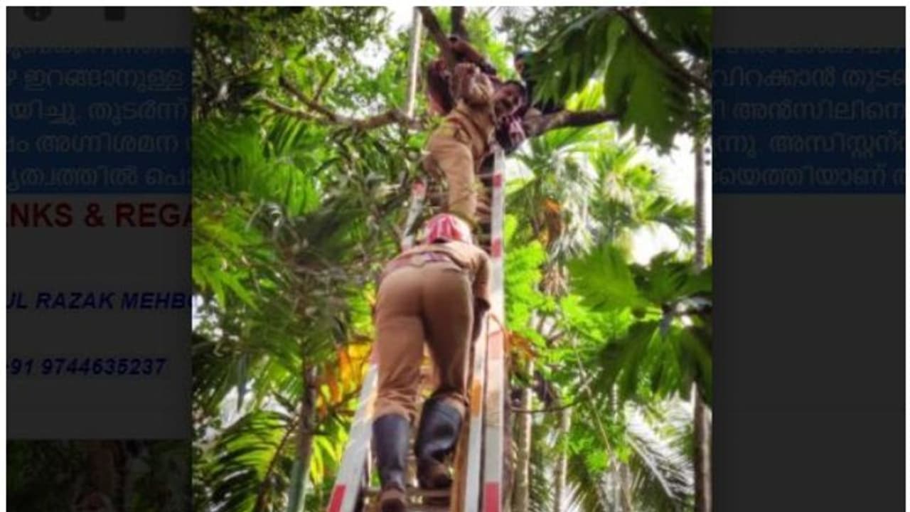 മാങ്ങപറിക്കാന് കയറിയത് വയ്യാവേലിയായി, കൗമാരക്കാരന് കുടുങ്ങിയത് മൂന്ന് മണിക്കൂര്; രക്ഷകരായി ഫയര്ഫോഴ്സ് മാങ്ങപറിക്കാന് കയറിയത് വയ്യാവേലിയായി, കൗമാരക്കാരന് കുടുങ്ങിയത് മൂന്ന് മണിക്കൂര്; രക്ഷകരായി ഫയര്ഫോഴ്സ്