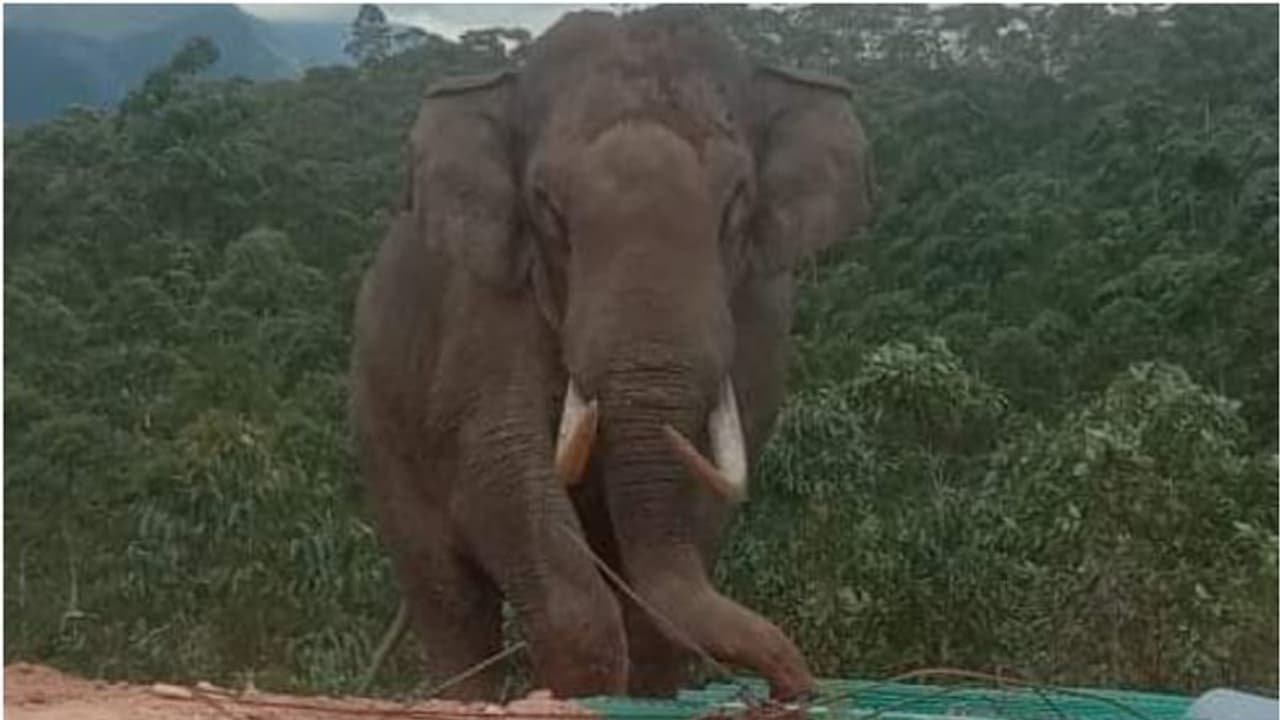 മൂന്നാറില് അടങ്ങാതെ 'പടയപ്പ'; പുലര്ച്ചെ ടൂറിസ്റ്റുകളുടെ കാറിന് നേരെ പാഞ്ഞടുത്ത് ആക്രമണം മൂന്നാറില് അടങ്ങാതെ 'പടയപ്പ'; പുലര്ച്ചെ ടൂറിസ്റ്റുകളുടെ കാറിന് നേരെ പാഞ്ഞടുത്ത് ആക്രമണം