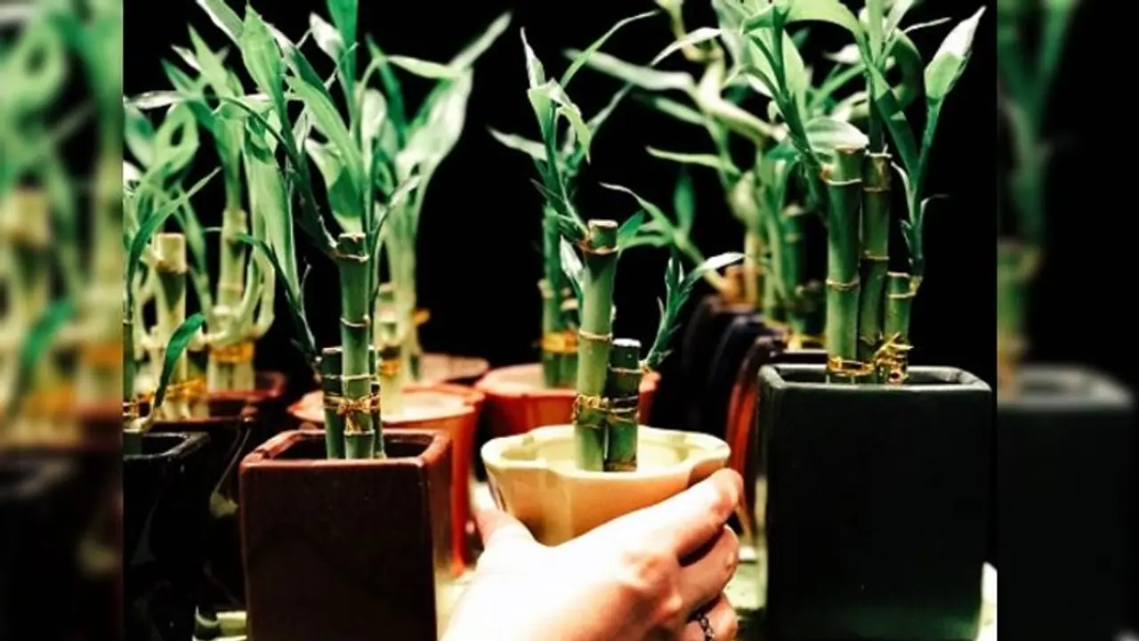 বাড়িতে সুখ শান্তি ফেরাতে চান, আর্থিকভাবে সচল হতে চান, এই কয়েকটি গাছই খুলে দেবে সৌভাগ্যের তালা