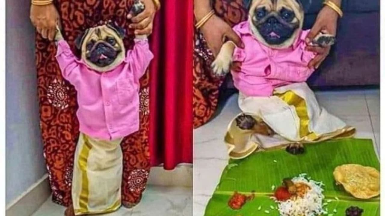 സുന്ദരൻ പഗിന് ഒരു സുന്ദരി വധുവിനെ വേണം, വളർത്തുനായയ്ക്ക് ഇണയെ തേടി പരസ്യവുമായി ഉടമ സുന്ദരൻ പഗിന് ഒരു സുന്ദരി വധുവിനെ വേണം, വളർത്തുനായയ്ക്ക് ഇണയെ തേടി പരസ്യവുമായി ഉടമ