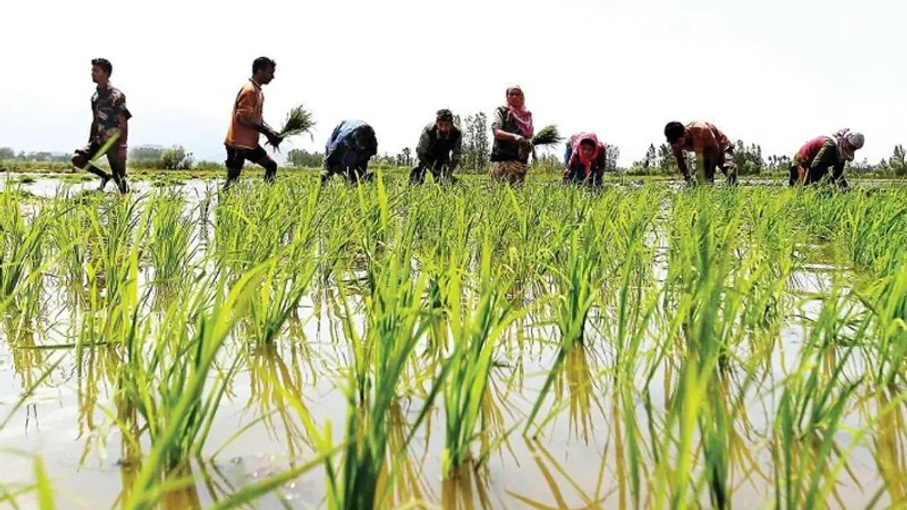 Union Cabinet approves increase in MSP for Rabi crops for 2021 22 crop year