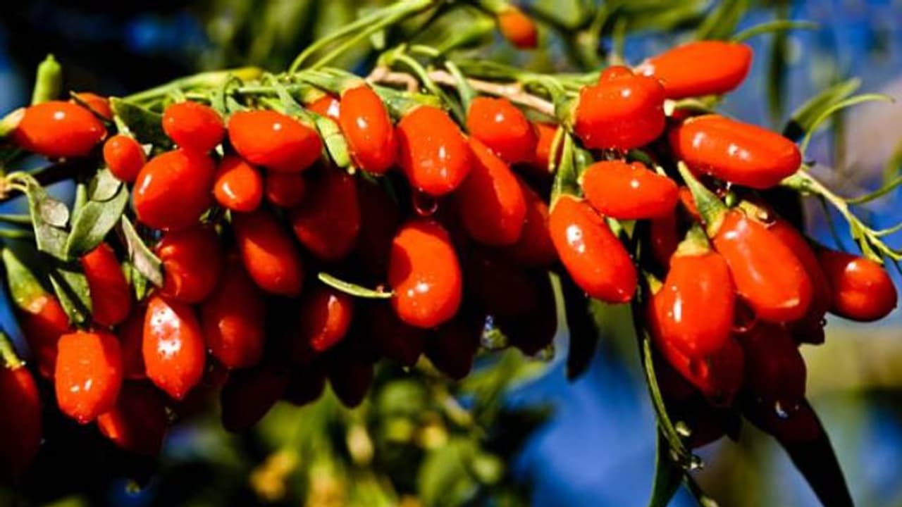 പോഷകവും ഔഷധവുമുള്ള വിദേശിയായ ഗോജി ബെറി; വീട്ടിനുള്ളിലും പുറത്തും വളര്ത്താം പോഷകവും ഔഷധവുമുള്ള വിദേശിയായ ഗോജി ബെറി; വീട്ടിനുള്ളിലും പുറത്തും വളര്ത്താം