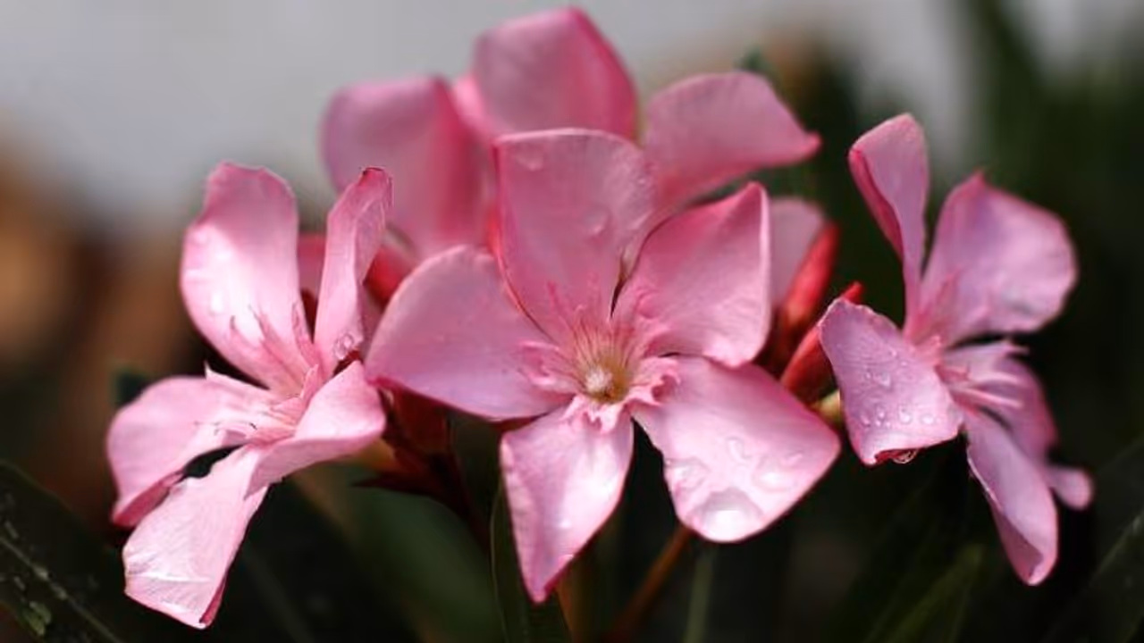 அரளி பூ சாப்பிட்டால் உயிர் கூட போகுதே.. அது அவ்வளவு விஷத்தன்மையா..? தெரிஞ்சுக்கலாம் வாங்க..