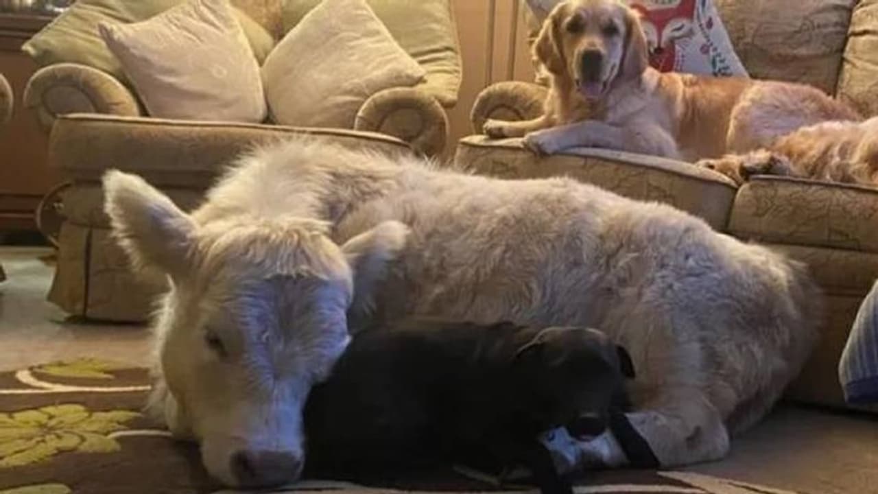 പട്ടിക്കും പൂച്ചക്കുമൊപ്പം വീട്ടിനുള്ളിൽ കഴിയുന്നൊരു പശുക്കുട്ടി, ഇതാണ് ഹണി! പട്ടിക്കും പൂച്ചക്കുമൊപ്പം വീട്ടിനുള്ളിൽ കഴിയുന്നൊരു പശുക്കുട്ടി, ഇതാണ് ഹണി!