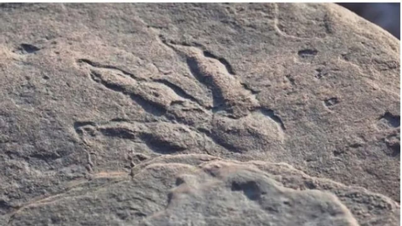 220 വർഷം പഴക്കമുള്ള ദിനോസറിന്റെ കാൽപ്പാട് കണ്ടെത്തി നാല് വയസ്സുകാരി 220 വർഷം പഴക്കമുള്ള ദിനോസറിന്റെ കാൽപ്പാട് കണ്ടെത്തി നാല് വയസ്സുകാരി