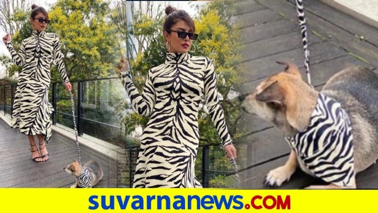 ಪಿಗ್ಗಿ ಜೊತೆ ಡಯಾನಾ.! ವೈಟ್ ಟೈಗರ್ ಲುಕ್‌ನಲ್ಲಿ ಮಾಜಿ ವಿಶ್ವಸುಂದರಿ