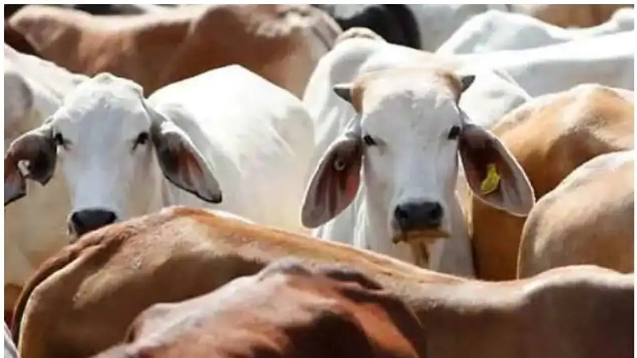 cow urine price: பசுவின் கோமியம் லிட்டர் ரூ.4க்கு வாங்கும் சத்தீஸ்கர் அரசு: முதல் விற்பனையை தொடங்கிய முதல்வர் cow urine price: பசுவின் கோமியம் லிட்டர் ரூ.4க்கு வாங்கும் சத்தீஸ்கர் அரசு: முதல் விற்பனையை தொடங்கிய முதல்வர்