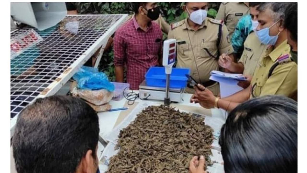 ബാലുശ്ശേരിയില് കഞ്ചാവ് വേട്ട: 4.2 കിലോ കഞ്ചാവ് പിടികൂടി ബാലുശ്ശേരിയില് കഞ്ചാവ് വേട്ട: 4.2 കിലോ കഞ്ചാവ് പിടികൂടി