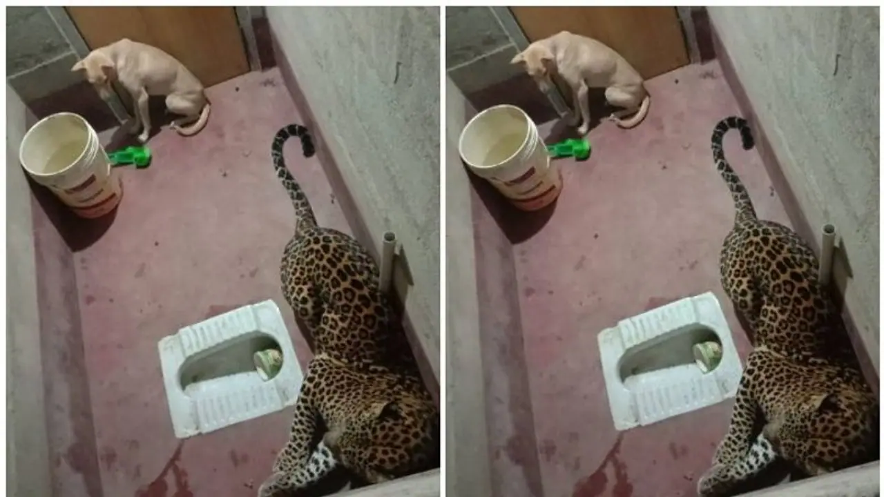 വീട്ടുകാരി വാതിലടച്ചു; പുള്ളിപ്പുലിയോടൊപ്പം നായ ശുചിമുറിയില്‍ കുടുങ്ങിയത് മണിക്കൂറുകള്‍