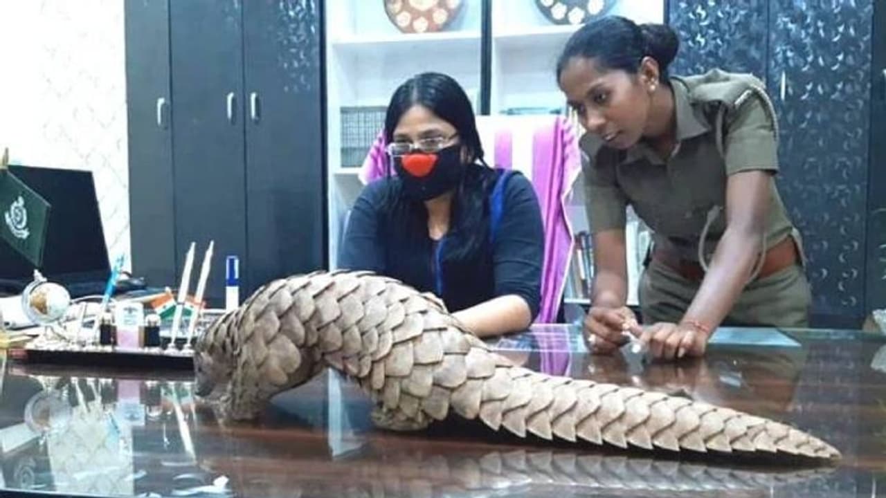 അന്താരാഷ്ട്ര മാർക്കറ്റിൽ 10 ലക്ഷം രൂപവരെ കിട്ടുന്ന ഈനാംപേച്ചി, കടത്തുകാർക്ക് പേടിസ്വപ്നമായ ഓഫീസർ... അന്താരാഷ്ട്ര മാർക്കറ്റിൽ 10 ലക്ഷം രൂപവരെ കിട്ടുന്ന ഈനാംപേച്ചി, കടത്തുകാർക്ക് പേടിസ്വപ്നമായ ഓഫീസർ...