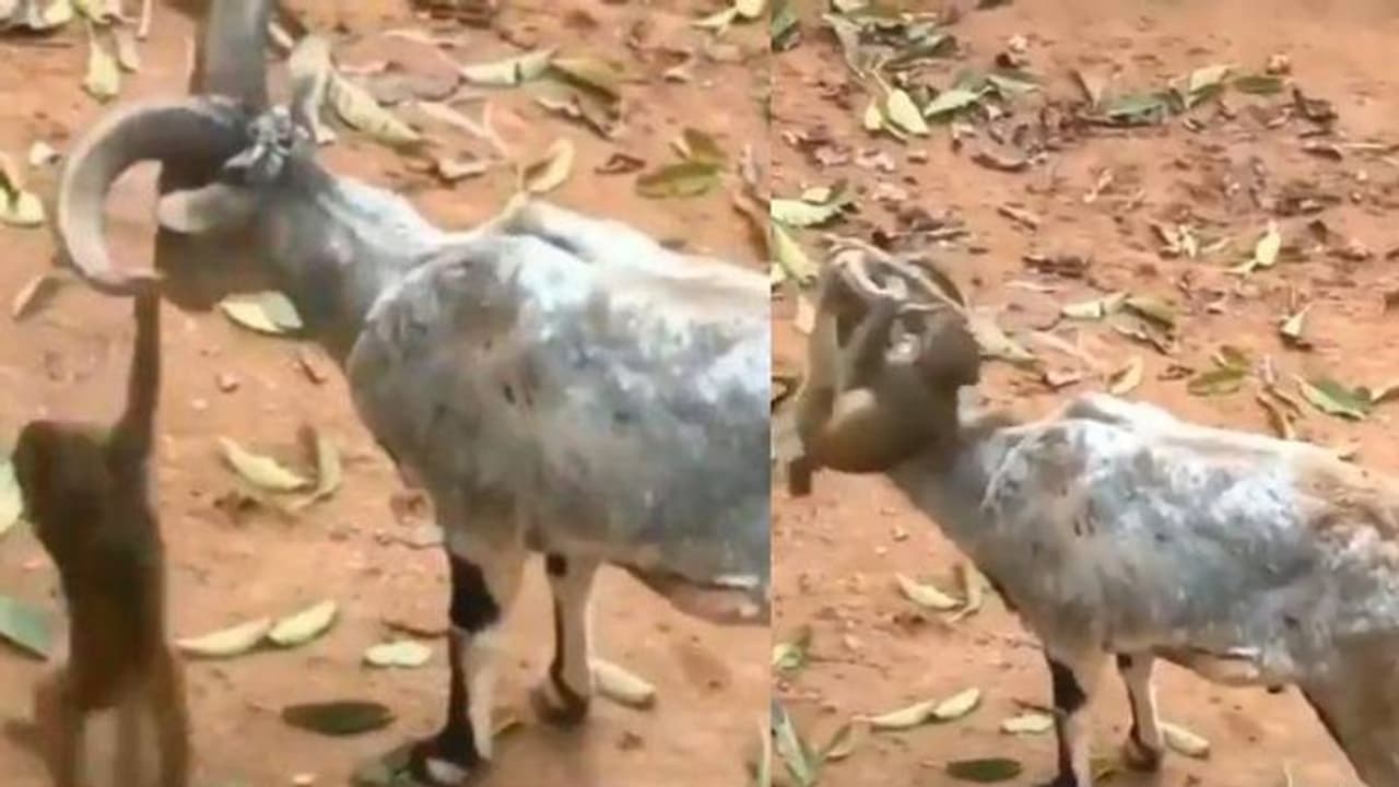 മാനിന്‍റെ കൊമ്പില്‍ തൂങ്ങിയാടുന്ന കുട്ടിക്കുരങ്ങന്‍; വൈറലായി വീഡിയോ