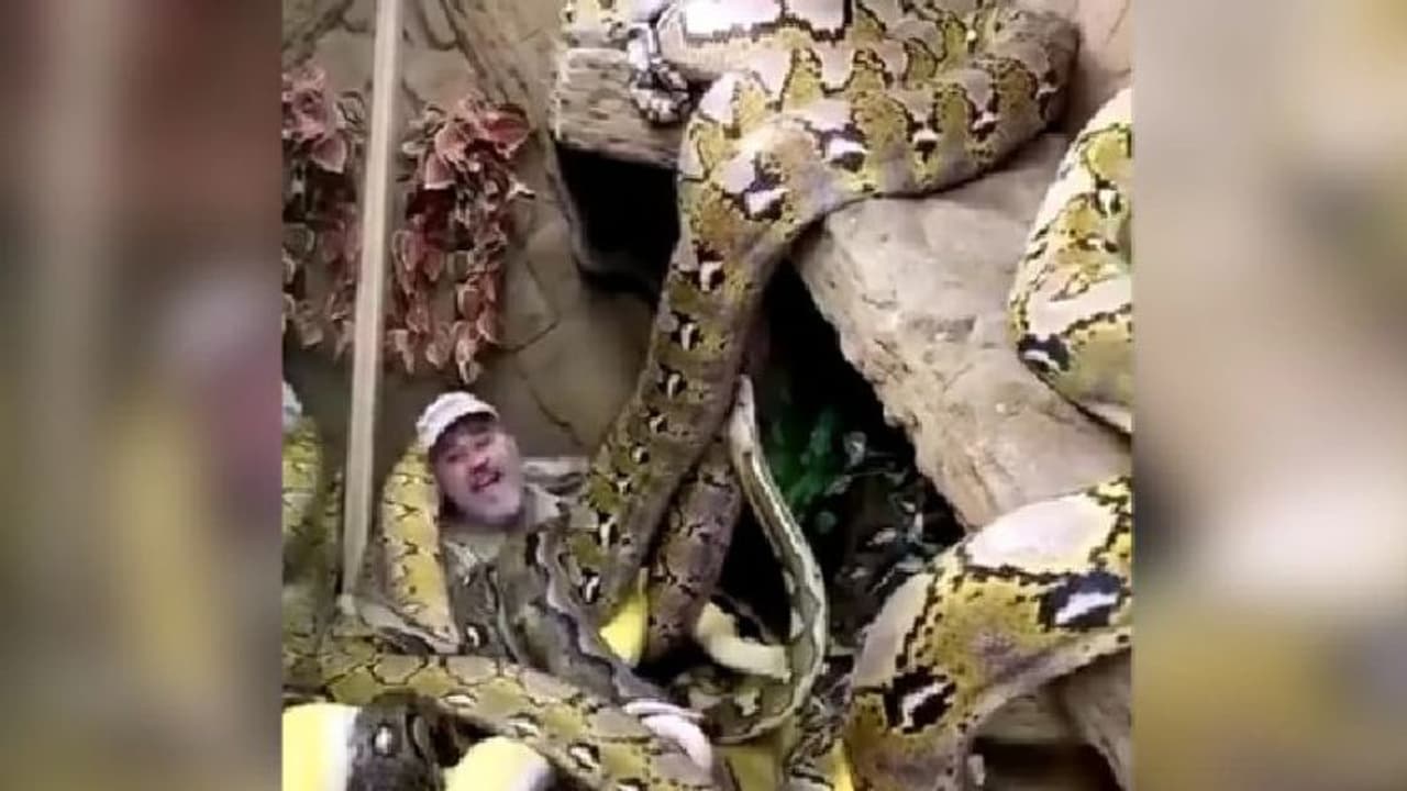 പെരുമ്പാമ്പുകള്ക്ക് നടുവില് ഒരു മനുഷ്യന്; ചങ്കിടിപ്പിക്കുന്ന വീഡിയോ പെരുമ്പാമ്പുകള്ക്ക് നടുവില് ഒരു മനുഷ്യന്; ചങ്കിടിപ്പിക്കുന്ന വീഡിയോ