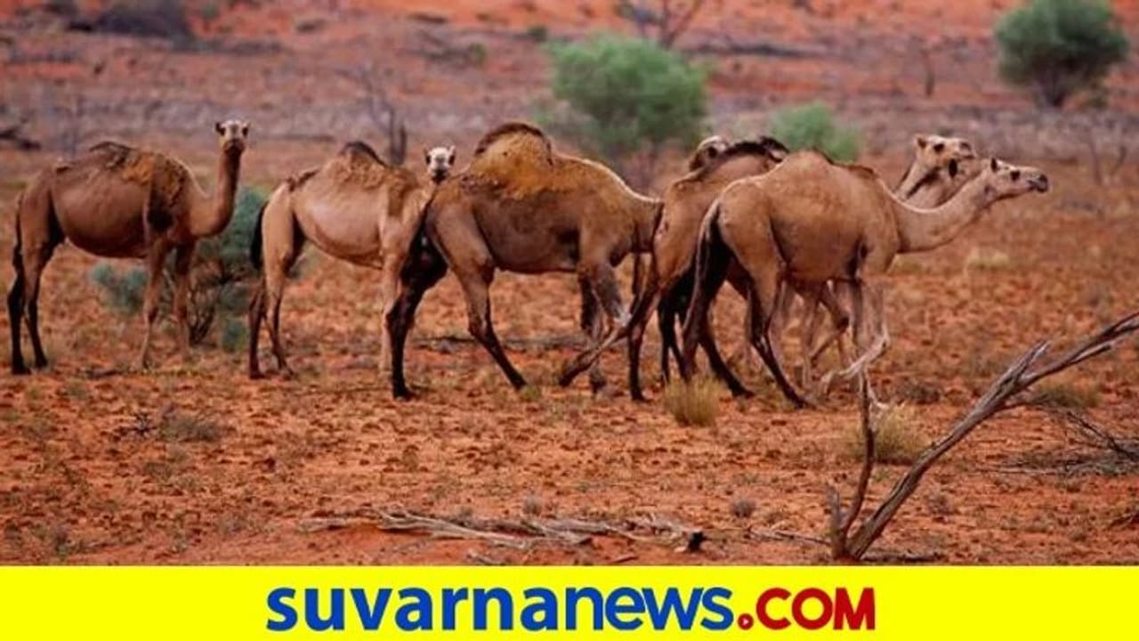 ಒಂಟೆ ಮೂತ್ರ ನೀಡುವ ಕೆಫೆ ಆರಂಭ!