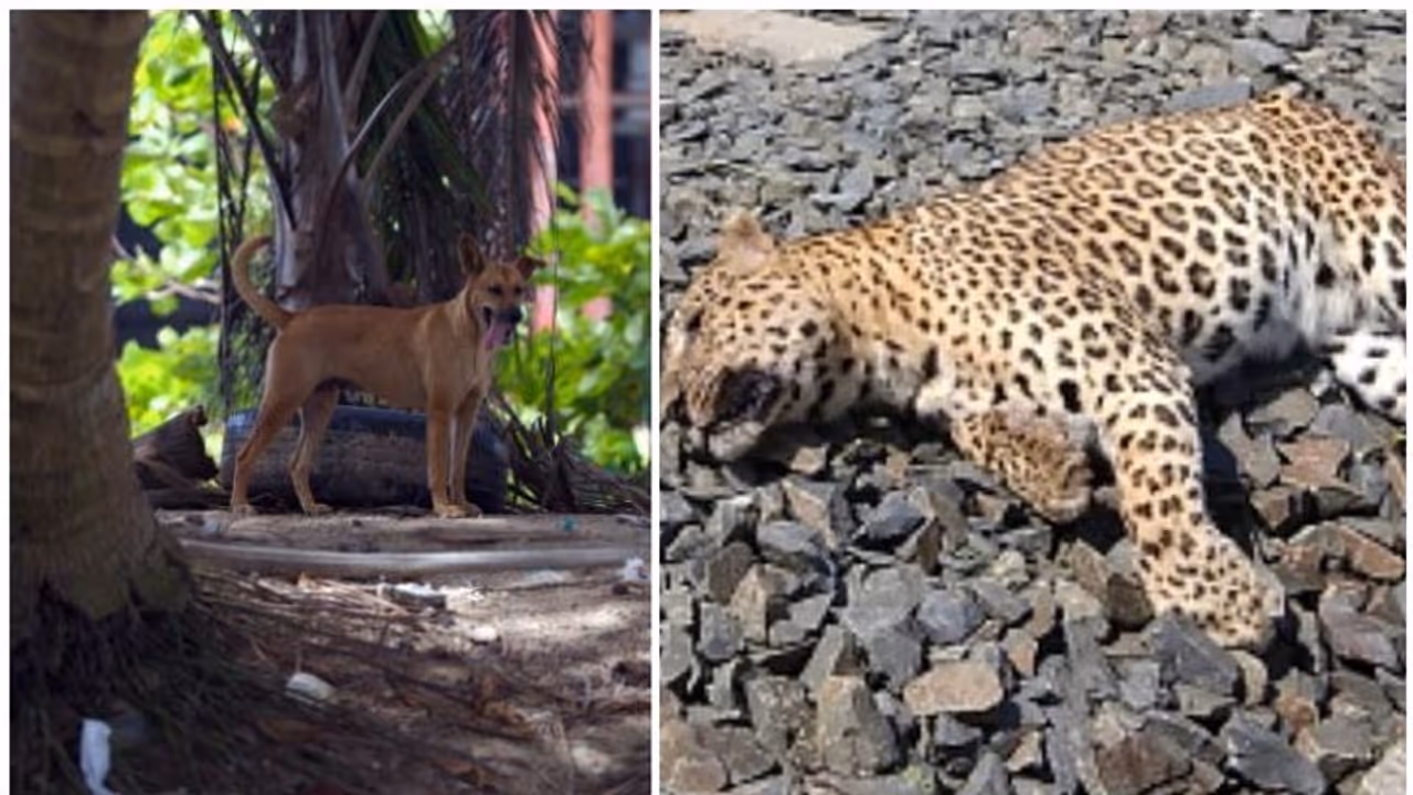 തെരുവുനായയുമായി ഏറ്റുമുട്ടി പുള്ളിപ്പുലിക്ക് ദാരുണാന്ത്യം തെരുവുനായയുമായി ഏറ്റുമുട്ടി പുള്ളിപ്പുലിക്ക് ദാരുണാന്ത്യം