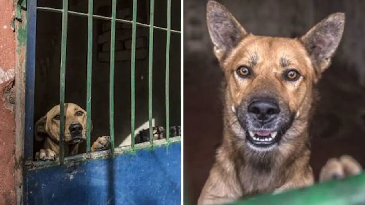 Is PETA hiding its reality behind the 'veil' of mercy for street animals? Caregivers share their experiences