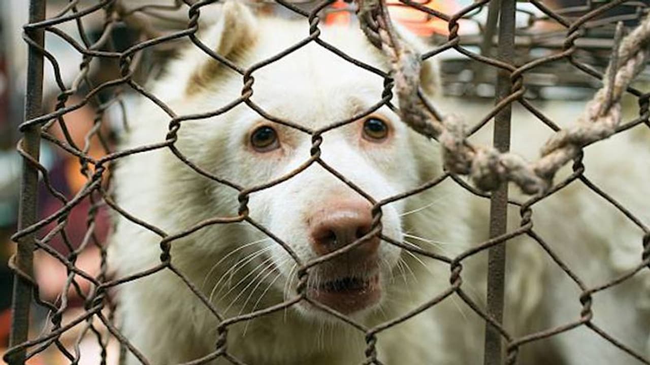 ಪ್ರಾಣಿ ಹಿಂಸೆ ಮಾಡಿದರೆ 5 ವರ್ಷ ಜೈಲು: ಈವರೆಗೆ ಕೇವಲ 50 ರು. ದಂಡ ಇತ್ತು!