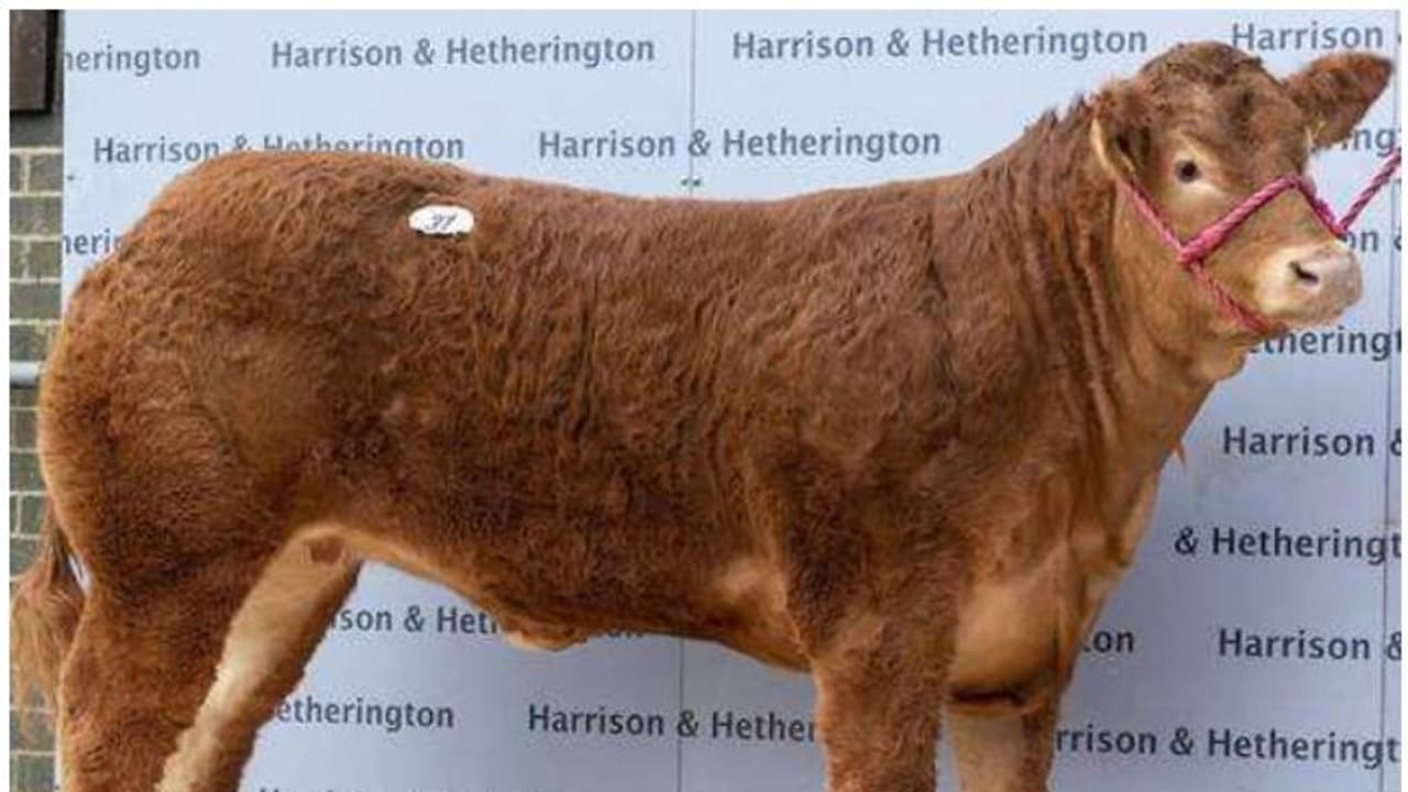 ലോക റെക്കോർഡ് നേടി പശുക്കിടാവ്; വില കേട്ടാൽ ഞെട്ടും