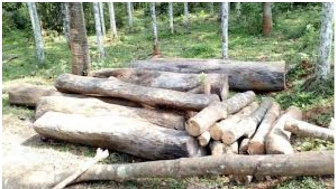 പട്ടയഭൂമിയിലെ മരം മുറിക്കാമെന്ന സര്ക്കാര് ഉത്തരവിന്റ മറവിൽ വയനാട്ടില് കോടികളുടെ വീട്ടിമരക്കൊള്ള പട്ടയഭൂമിയിലെ മരം മുറിക്കാമെന്ന സര്ക്കാര് ഉത്തരവിന്റ മറവിൽ വയനാട്ടില് കോടികളുടെ വീട്ടിമരക്കൊള്ള