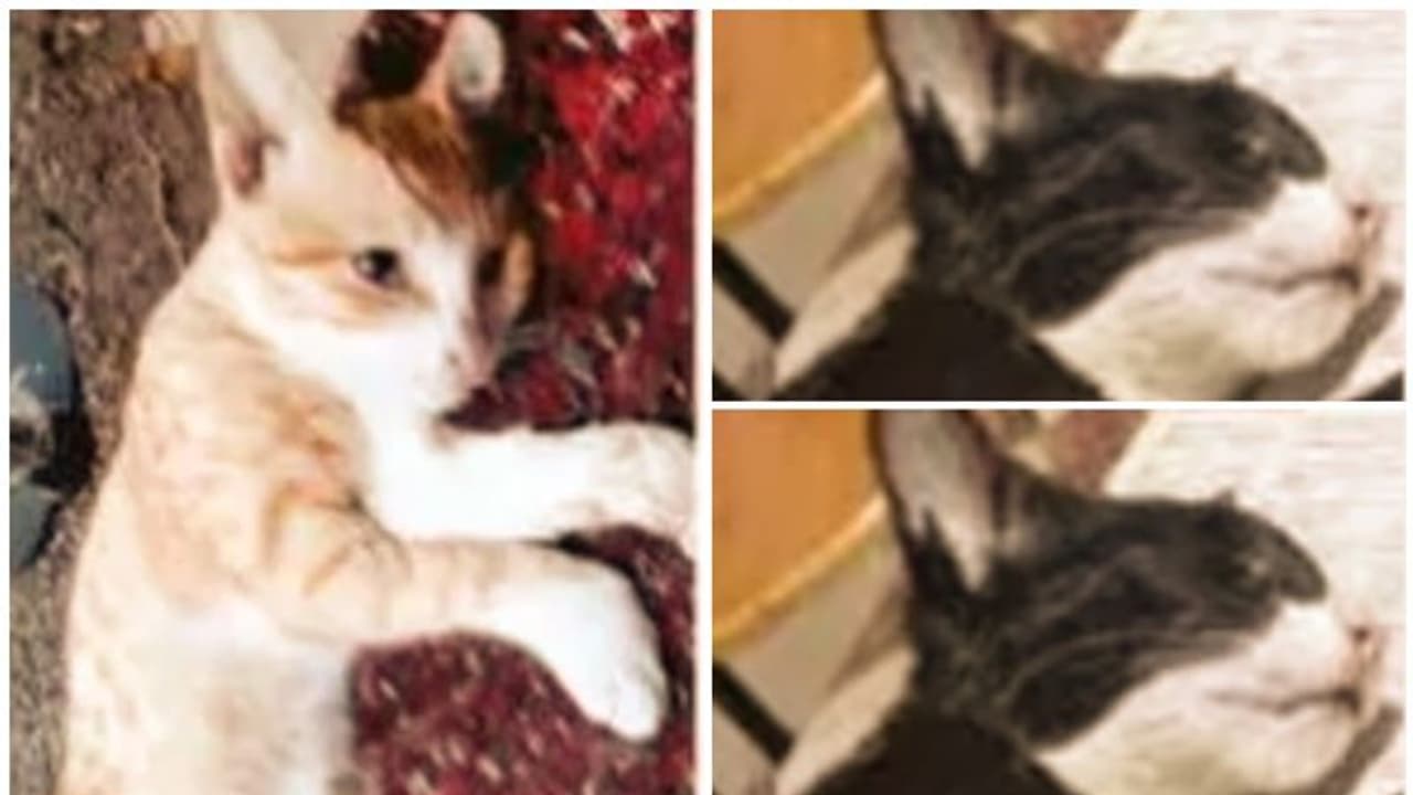 വളര്ത്തുപൂച്ചകള് ഒന്നിന് പുറകേ ഒന്നായി ചത്തു; വീട്ടമ്മയുടെ പരാതിയില് അയല്വാസിക്കെതിരെ കേസ് വളര്ത്തുപൂച്ചകള് ഒന്നിന് പുറകേ ഒന്നായി ചത്തു; വീട്ടമ്മയുടെ പരാതിയില് അയല്വാസിക്കെതിരെ കേസ്