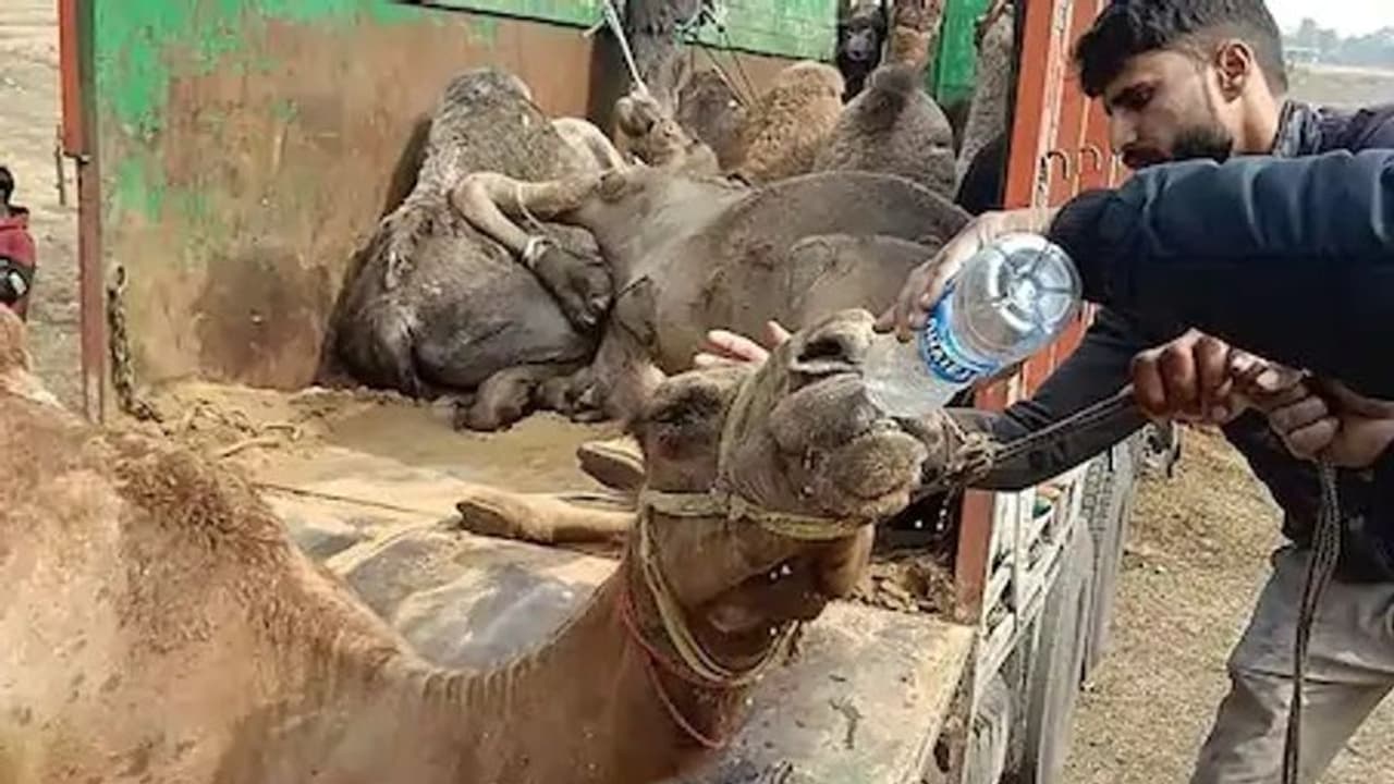 25 हजार के ऊंट की कीमत बांग्लादेश में हो जा रही 5 गुना अधिक, ऐसे होती है तस्करी 25 हजार के ऊंट की कीमत बांग्लादेश में हो जा रही 5 गुना अधिक, ऐसे होती है तस्करी